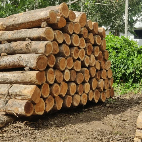 15 Feet Teak Wood Logs - Feature: Durability And Strength