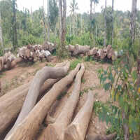 8 Feet Rose Wood Logs - Feature: Durability And Strength