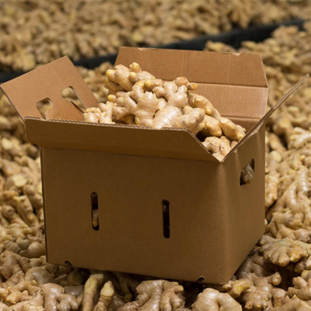 High Quality Ginger - Cultivation Type: Na