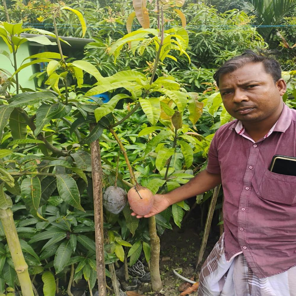 mango plant
