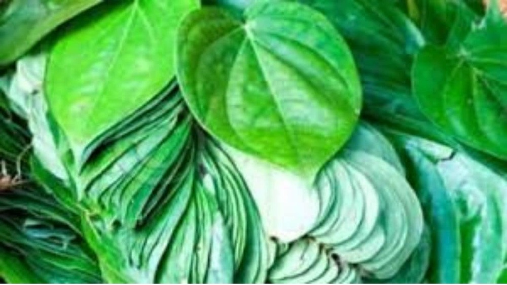 Paan Patta