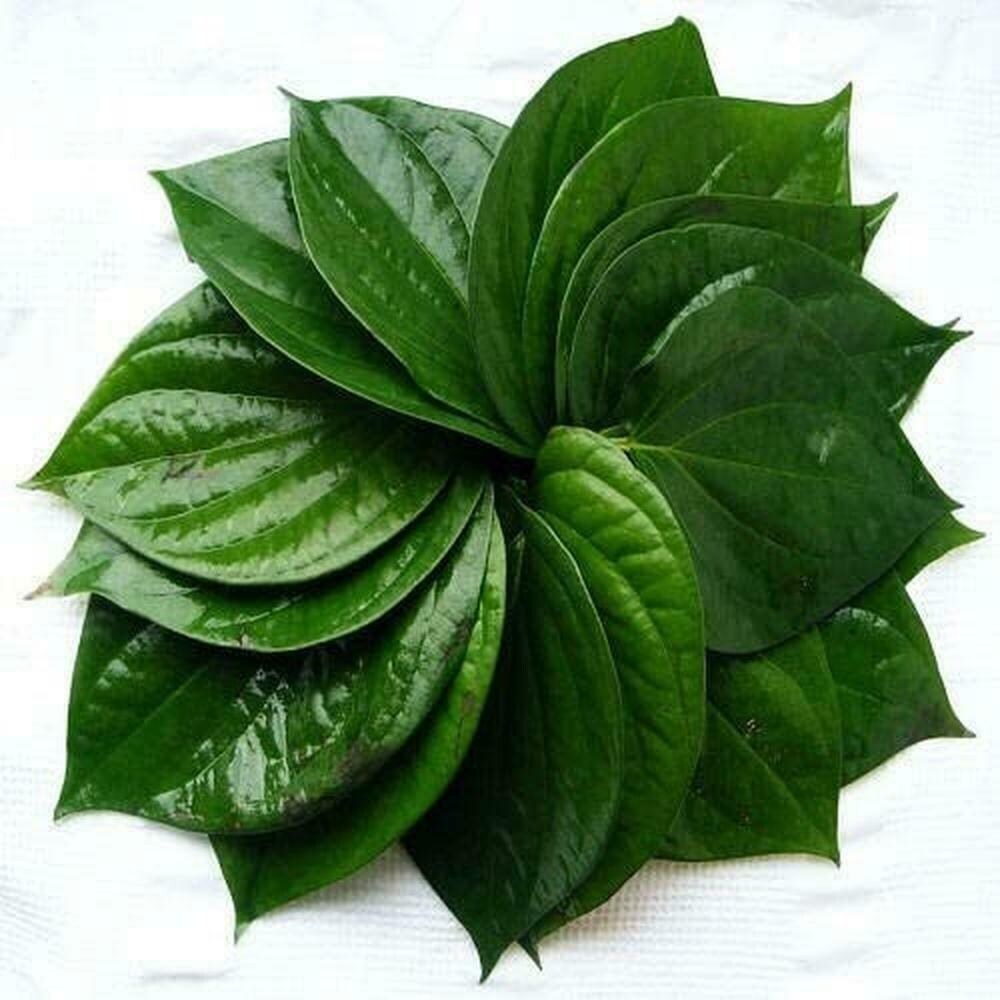 Bangla Paan Leaf