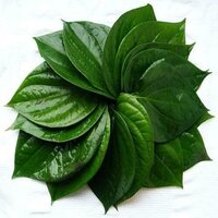 Bangla Paan Leaf