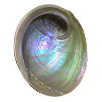 New Zealand Abalone Paua Shell - Grade: A