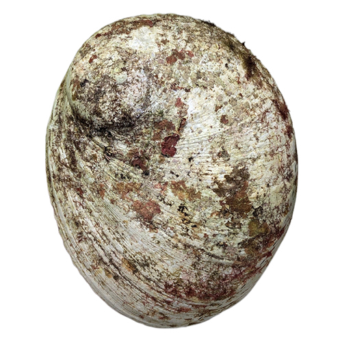 New Zealand Abalone Paua Shell