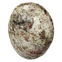 New Zealand Abalone Paua Shell