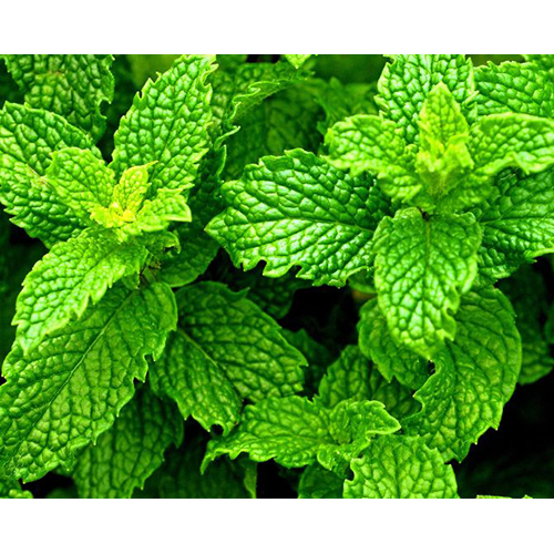 Peppermint Hydrosol