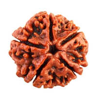 5 Mukhi Rudraksha - Color: Various Available