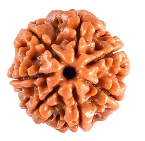 7 Mukhi Rudraksha