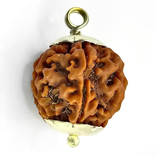 6 Mukhi Natural Rudraksha
