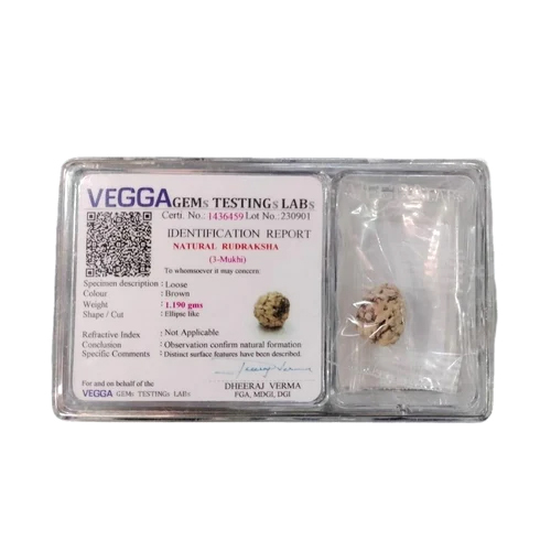 3 Mukhi Natural Rudraksha