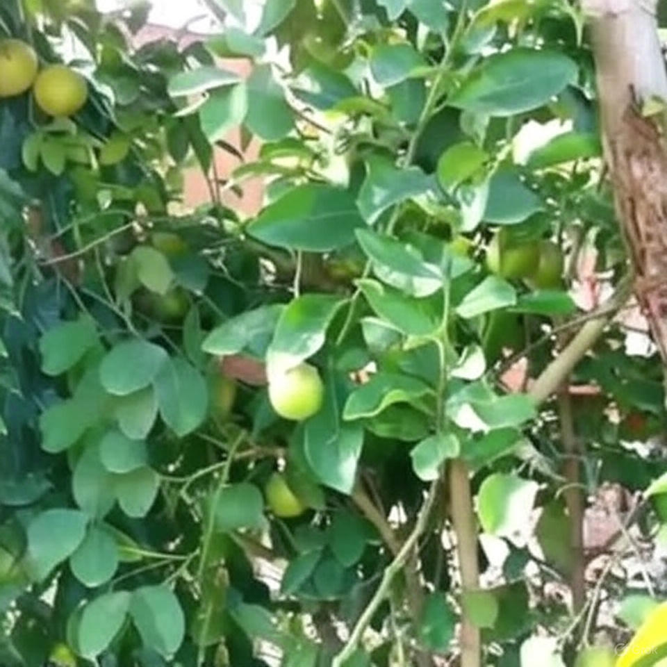 Mosambi Plants