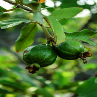 Guava Plants