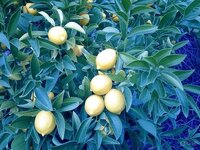 Lemon Plants