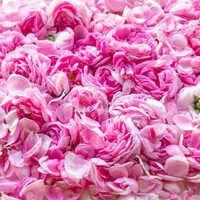Pink Rose Petals