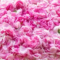 Pink Rose Petals - Grade: Food Grade