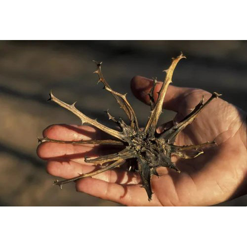 3 Percent Harpagophytum Hypericin Devils Claw Extract Powder