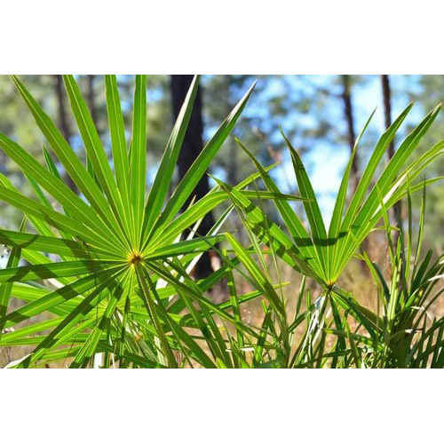 25 Percent Saw Palmetto Extract Powder