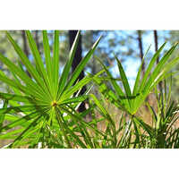25 Percent Saw Palmetto Extract Powder