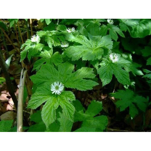Golden Seal Extract Powder