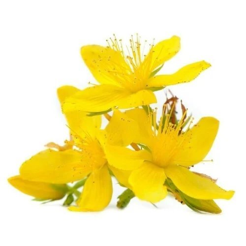 St Johns Wort 0 Point 3 Percent Extract Powder