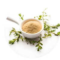 Organic Bacopa monnieri extract