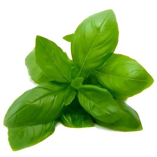 Organic Basil Extract