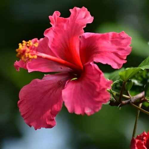 Organic Hibiscus rosa sinensis Extract