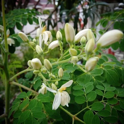 Organic Moringa Oleifera Extract
