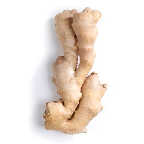 Organic Rhizome extract