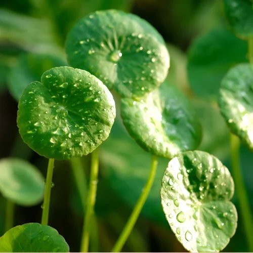 Centella Asiatica Powder