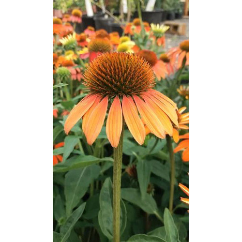 Echinacea Extract Powder