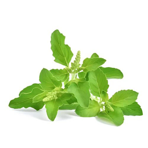 Tulsi Leaf Powder