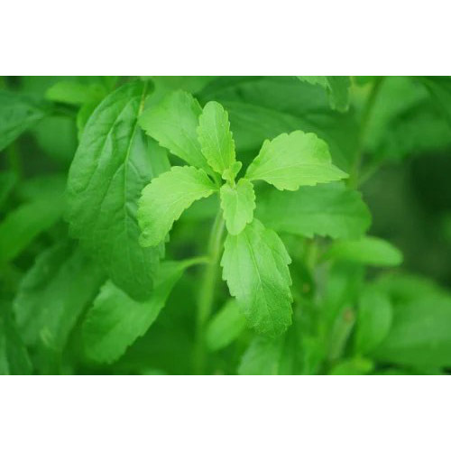 95 Percent Stevia Extract Powder