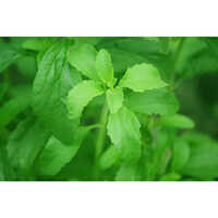 95 Percent Stevia Extract Powder