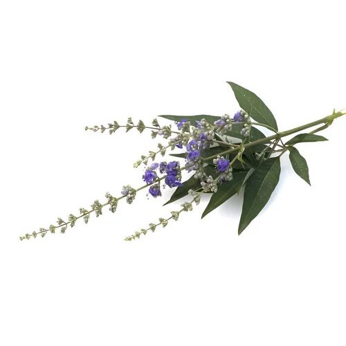 Vitex Extract Powder