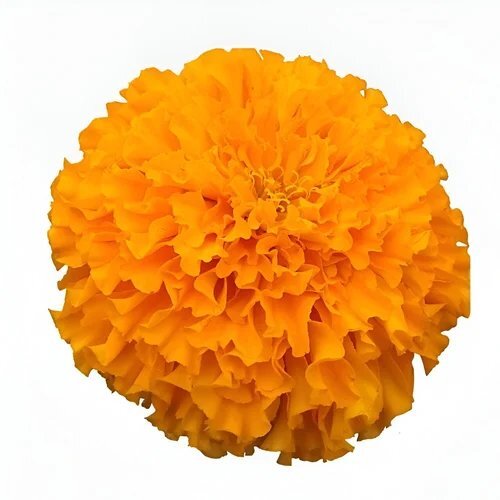 Marigold Oleoresin Flower