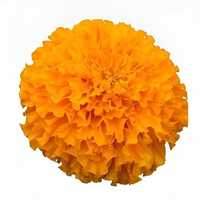 Marigold Oleoresin Flower