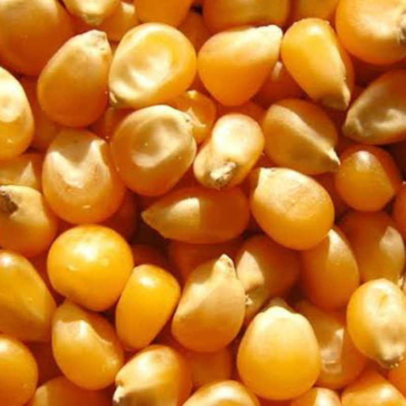 Fresh Yellow Maize