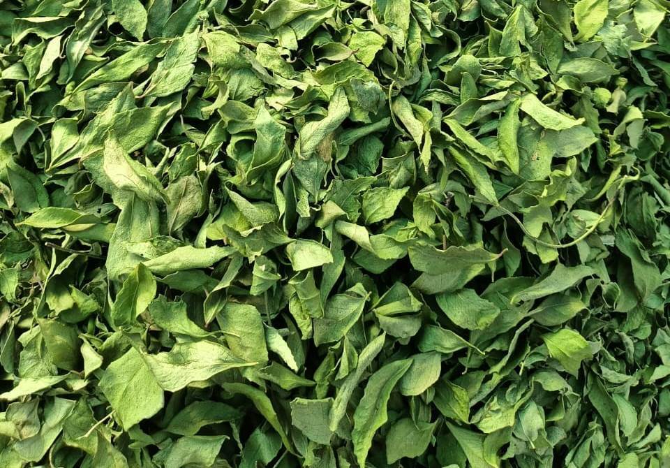 Curry Leaves