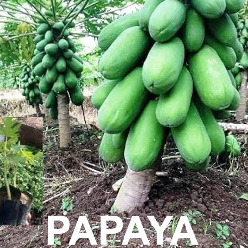 हरा पपीता