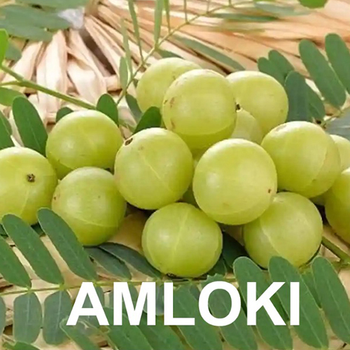 Indian Gooseberry - Cultivation Type: Common