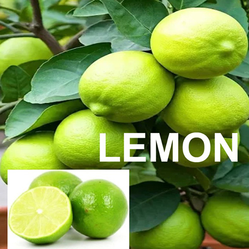 Fresh Lemon - Cultivation Type: Common