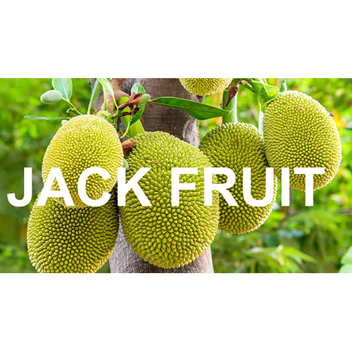Jack Fruit - Cultivation Type: Common