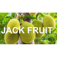 Jack Fruit