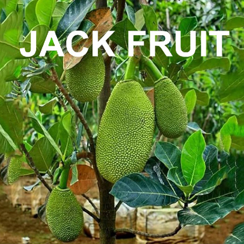 Jack Fruit - Cultivation Type: Common