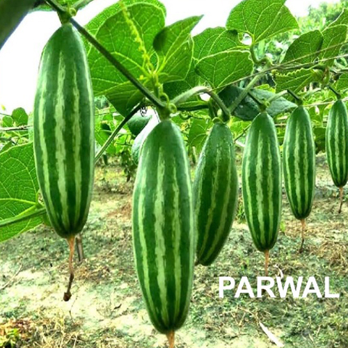 Parwal (Pointed Gourd) - Moisture (%): 5% - 10%