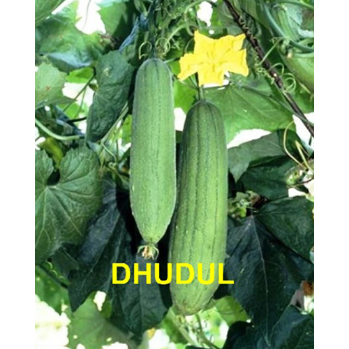 धुडुल (स्पंज लौकी)