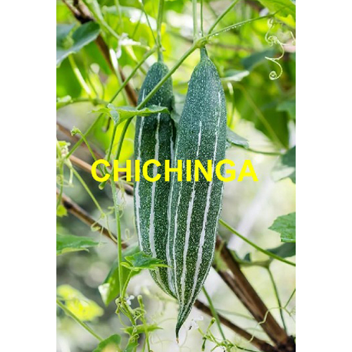 Chichinga (Snake Gourd) - Moisture (%): 5% - 10%