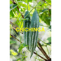 Chichinga (snake Gourd) - Moisture (%): 5% - 10%
